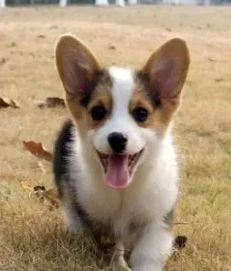 柯基犬|柯基犬吃完饭菜就不吃狗粮了怎么解决