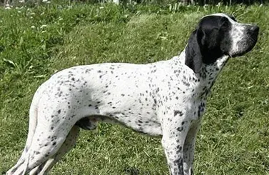 指示犬的性格 聪明且乐于助人的狗 | 指示犬