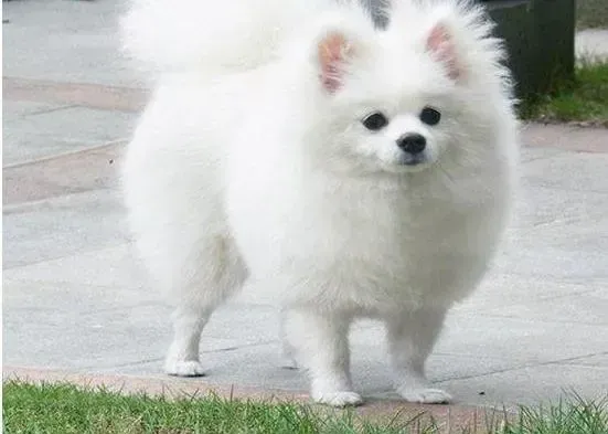 银狐犬|银狐犬幼犬清洁时有什么注意的事项