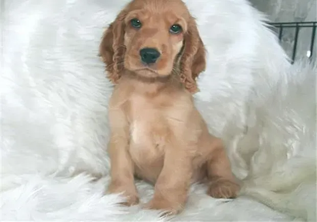 可卡犬|可卡犬睡觉时呼噜声很大正常吗