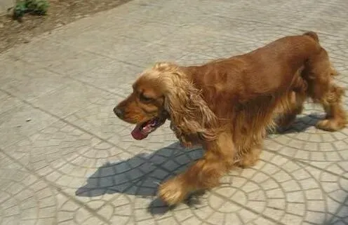 可卡犬|巧手主人亲自DIY可卡犬的美味狗粮