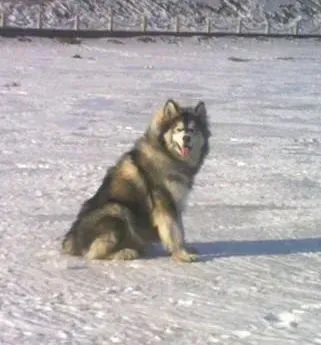 阿拉斯加犬|给阿拉斯加雪橇犬注射疫苗的问题解析