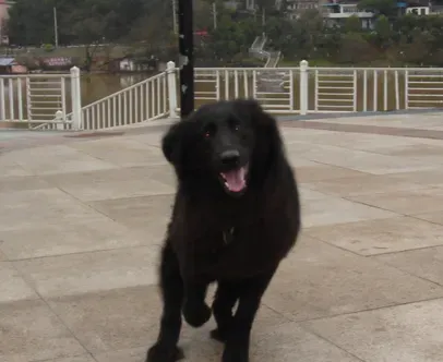 比利时牧羊犬的日常护理 主要幼犬的饲养 | 比利时牧羊犬