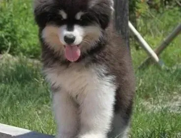 阿拉斯加犬|阿拉斯加犬拉稀便血，请问医生怎么回事