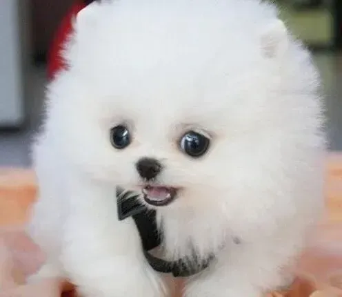 博美犬|轻松训练博美犬需要几点注意原则