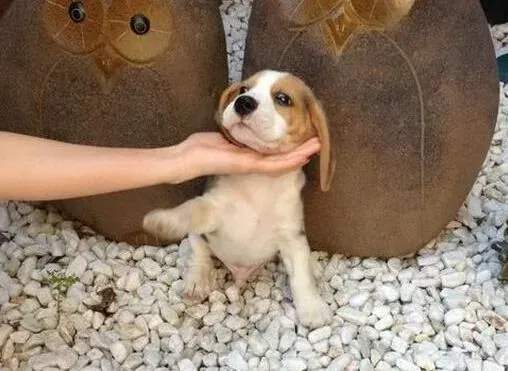 比格犬|几个月大的比格犬可以带出去玩耍