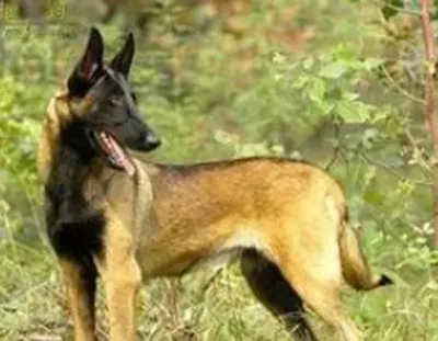 意大利灰狗的形态特征 该犬气质高雅 | 意大利灰狗