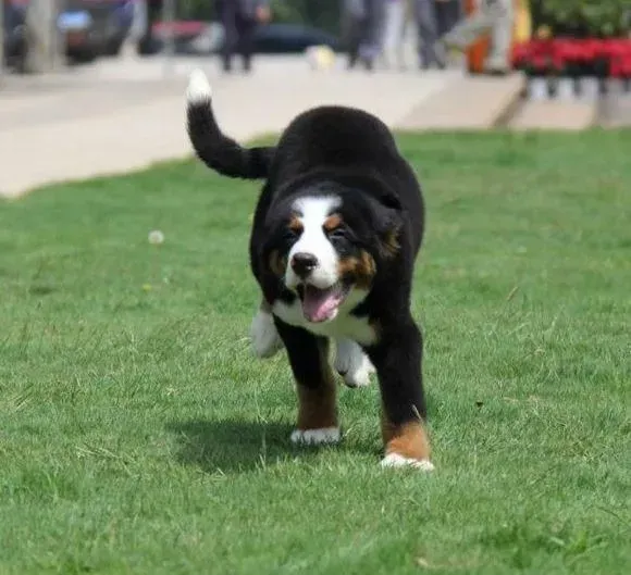 伯恩山犬|怎样才能真正的保证伯恩山犬的安全