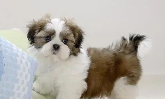 西施犬重量 雄性西施犬体重4.5到8.1公斤 | 西施犬