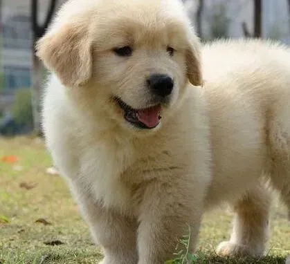 金毛|金毛犬最近出现咳嗽、干呕的情况是怎么回事