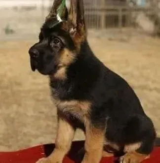 德国牧羊犬|怎样做好德国牧羊犬毛发和皮肤的护理工作
