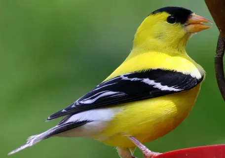 怎么调教观赏鸟 详解观赏鸟的调教方法 | 观赏鸟