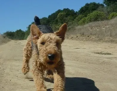 威尔士梗掉毛吗 处理该犬掉毛的措施 | 威尔士梗