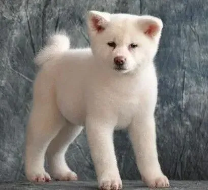 秋田犬|秋田犬不吃东西，吐血是什么毛病