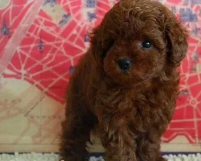 贵宾犬|贵宾犬身上出现皮屑，疙瘩应怎么治疗