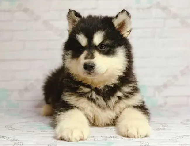 阿拉斯加犬|分享让阿拉斯加雪橇犬吃药的小妙招