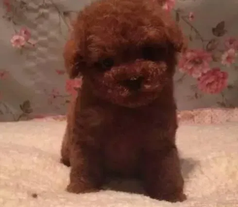 贵宾犬|护理年幼的贵宾犬存在哪四大误区