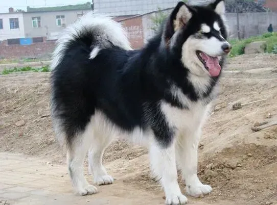 阿拉斯加犬|如何对阿拉斯加雪橇犬拉肚子的疾病正确的用药