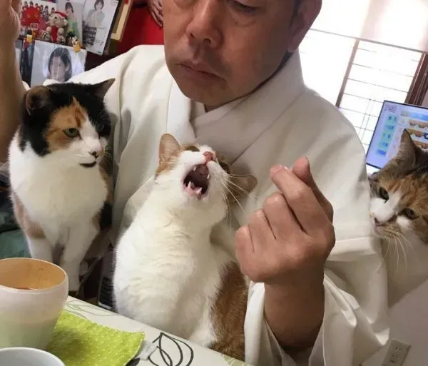 吃个饭压力好大！日本住持每天被爱猫包围 | 猫