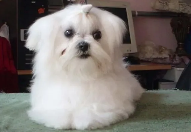 马尔济斯|马尔济斯犬与孩子不和的原因