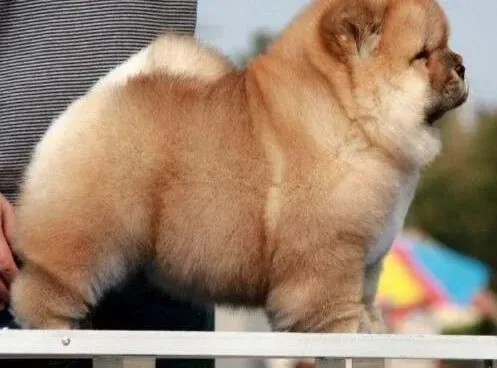 松狮犬|主人们要知道的四个喂养松狮犬的常识