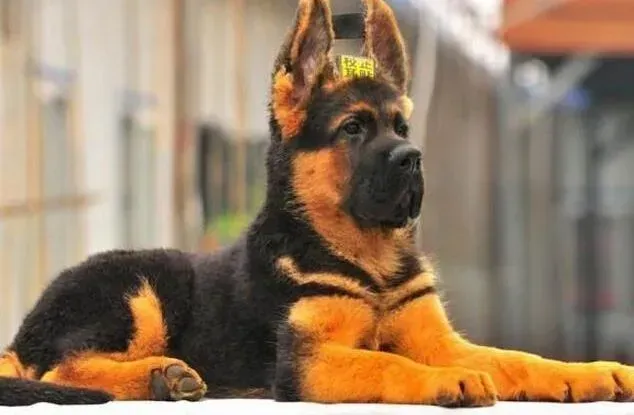 德国牧羊犬|给德国牧羊犬吃鸡蛋有什么学问