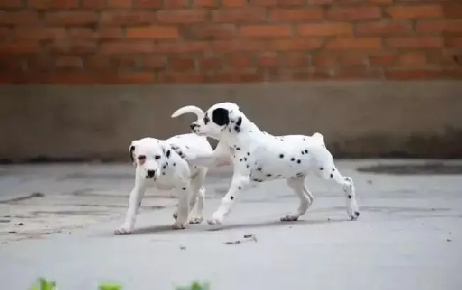 斑点狗|如何保证斑点狗毛发的健康