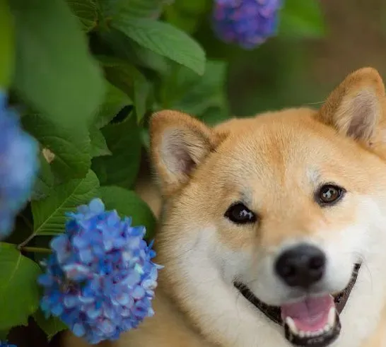 柴犬的优点和缺点 柴犬适合家庭饲养吗 | 柴犬