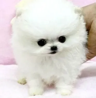 博美犬|训练博美犬的最佳时期——幼犬时期