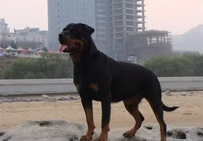 罗威纳犬|罗威纳犬总抓挠皮肤，有黄色脓液怎么治