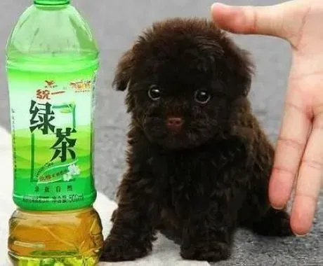 泰迪犬|对泰迪犬身体健康有危害的食物有哪些