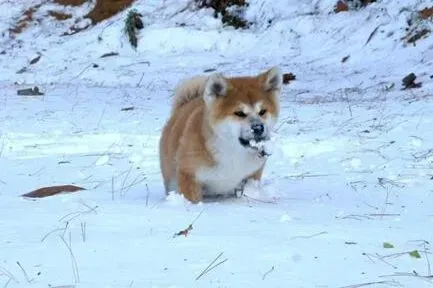 秋田犬|定期美容更美观 论给秋田犬做美容的必要性
