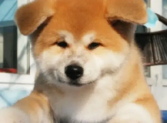 秋田犬|时刻准备着 训练秋田犬需要做的准备工作