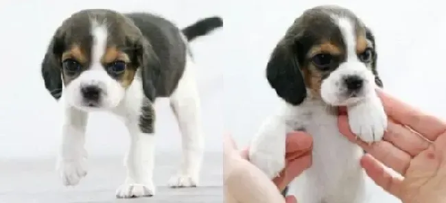 比格犬|比格犬眼白发红是什么情况