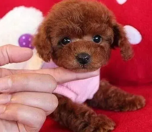 泰迪犬|三个小方法给你的泰迪犬选购合适的狗笼