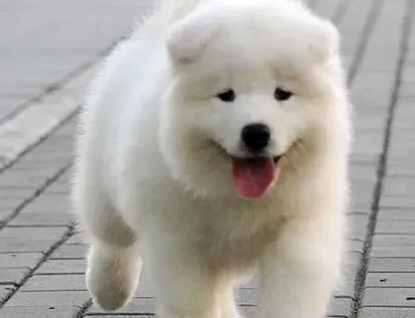 萨摩耶|炎热夏季萨摩耶犬最容易出现哪些问题