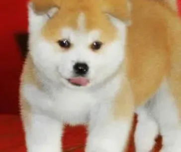 秋田犬|秋田犬有哪些与生俱来的缺点