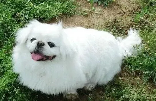 京巴狗|京巴狗突然不吃东西还吐黄水这是怎么了