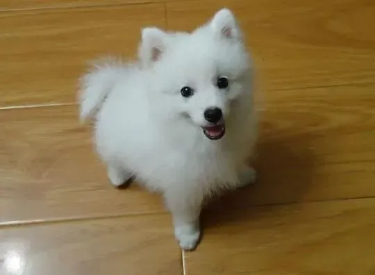 银狐犬|爱它就给它一个家 怎样给银狐犬设计出安逸的小家