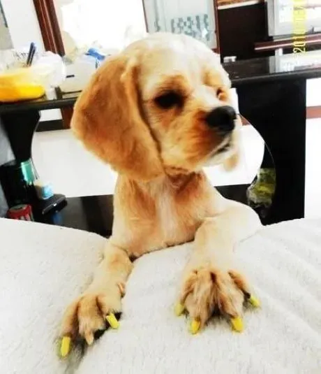 可卡犬|解析可卡犬喜欢吃草的几大原因
