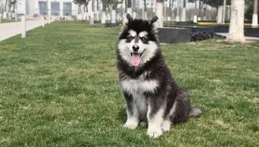 阿拉斯加犬|狗狗也打呼噜?分析阿拉斯加犬打呼噜的原因