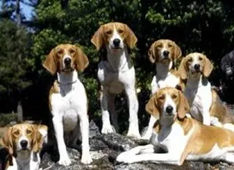 哈利犬的日常护理 注意经常修剪毛发 | 哈利犬