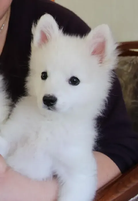 银狐犬|银狐犬呕吐黄色液体是为什么