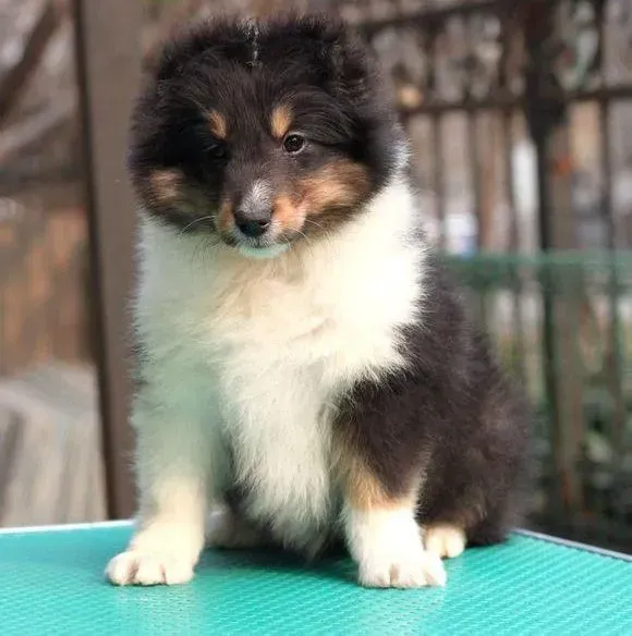 喜乐蒂|喜乐蒂犬的眼睛一大一小能治好吗
