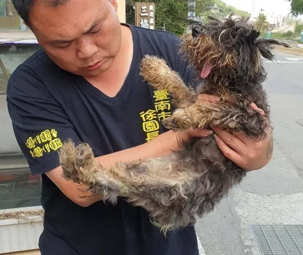 不忍浪浪受苦 护生园收容超过三千只浪浪 | 狗