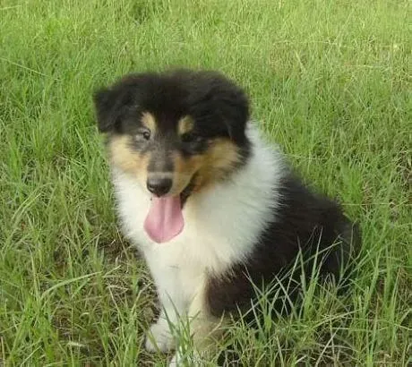 苏格兰牧羊犬|关注苏格兰牧羊犬运动情况，关注狗狗的健康