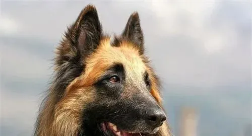 比利时牧羊犬训练难度 一种比较聪明的狗狗 | 比利时牧羊犬