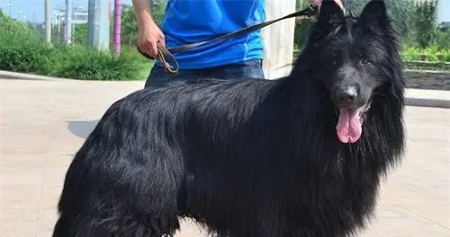 比利时牧羊犬训练难度 一种比较聪明的狗狗 | 比利时牧羊犬