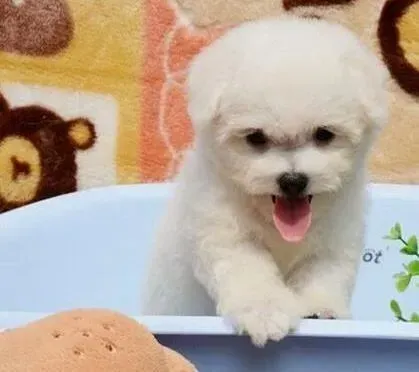 比熊犬|比熊犬不喜欢剪指甲是哪些原因造成的