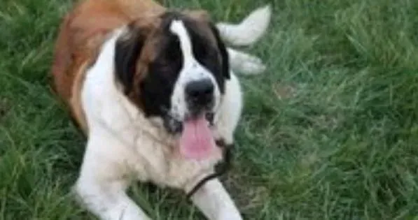 圣伯纳犬|生活好习惯篇 圣伯纳犬如何学会文明如厕